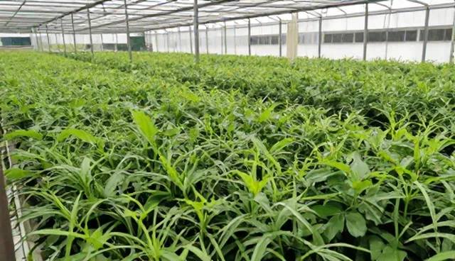 种苗供应如何推动农产品销售转型升级